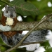 squirrel_variegated_tar_h_0224_cos0529.jpg